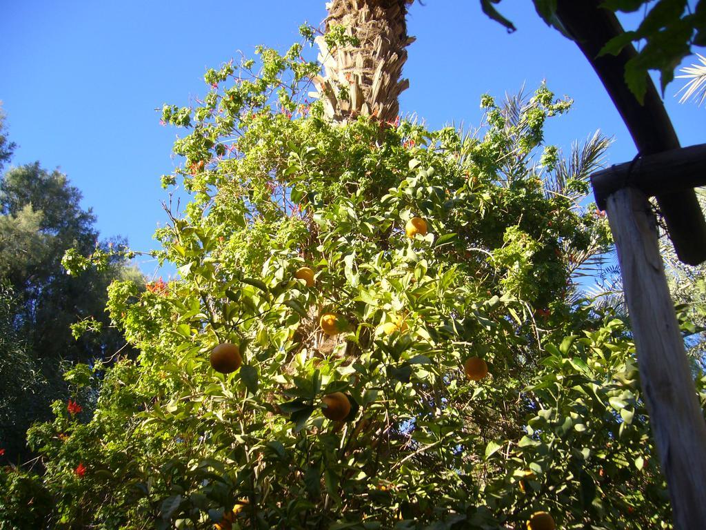 Villa Zagora Ma Villa Au Sahara Eksteriør billede