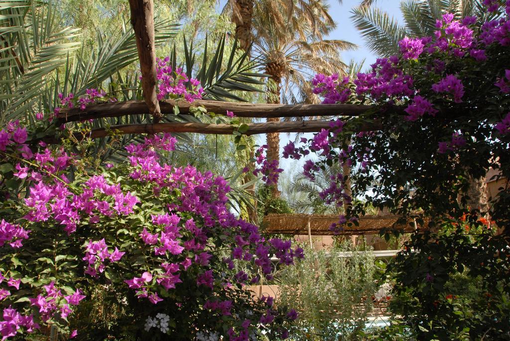 Villa Zagora Ma Villa Au Sahara Eksteriør billede