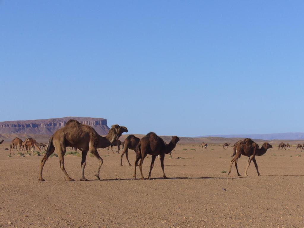Villa Zagora Ma Villa Au Sahara Eksteriør billede
